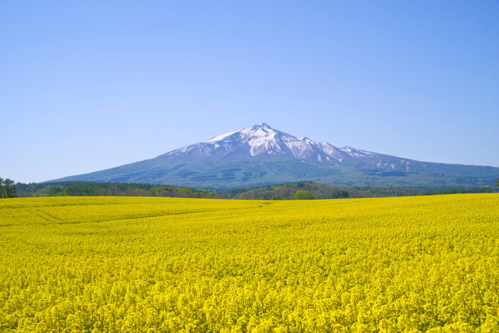 青森県、鯵ヶ沢、岩木山と菜の花畑